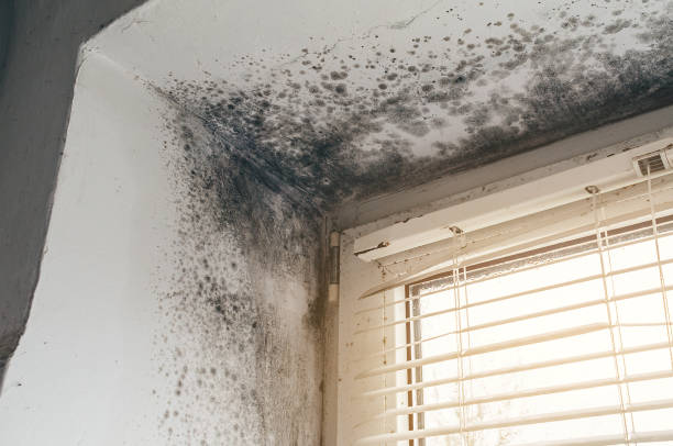 Affordable Commercial Mold Remediation solutions in Hibernia, NJ